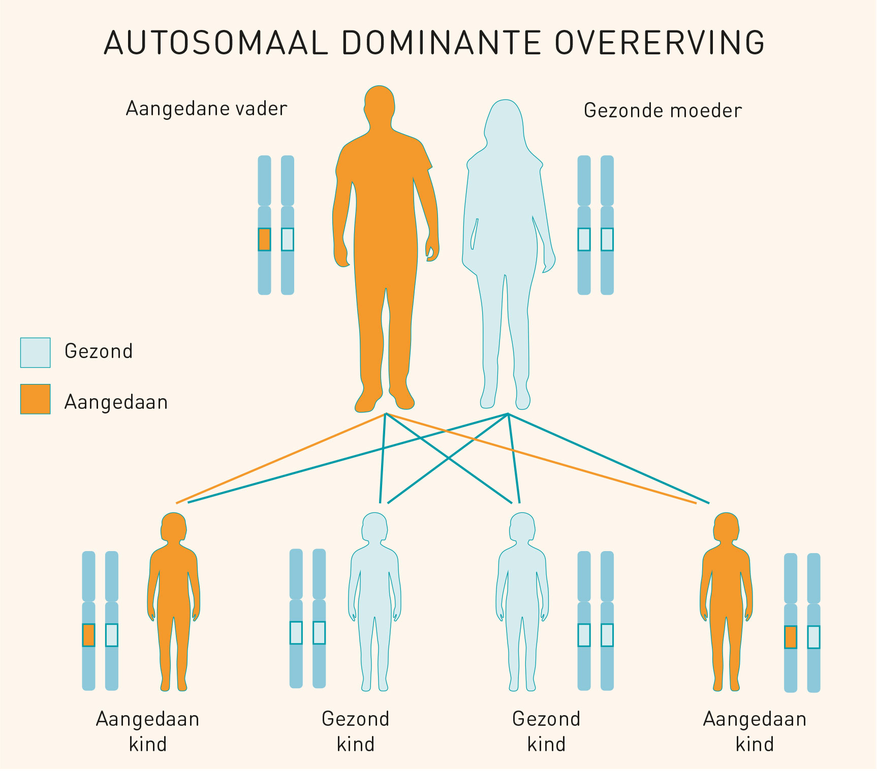 Stamboom dominante overerving