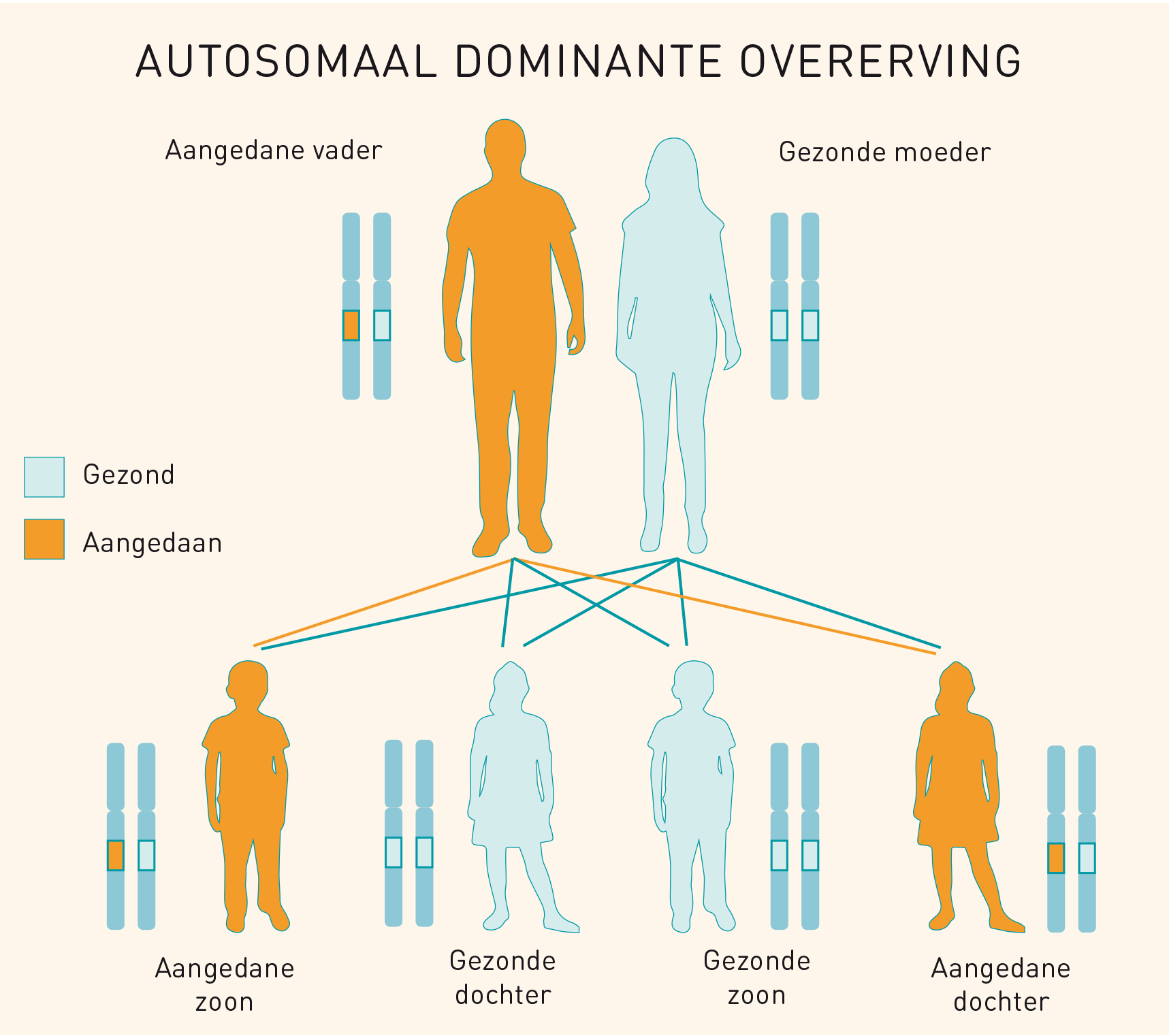 Stamboom dominante overerving