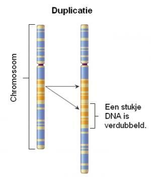 Chromosoom-duplicatie